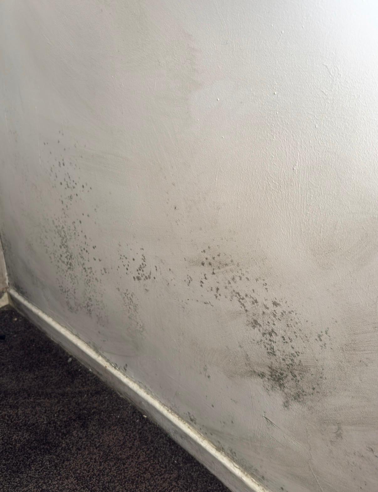 condensation and mould treatment
