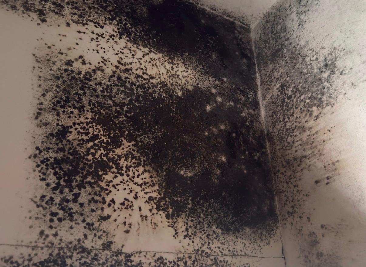 condensation and mould treatment