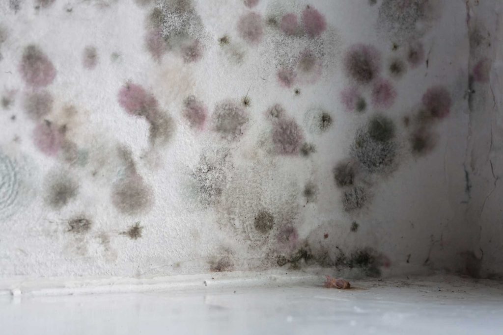 mould treatment