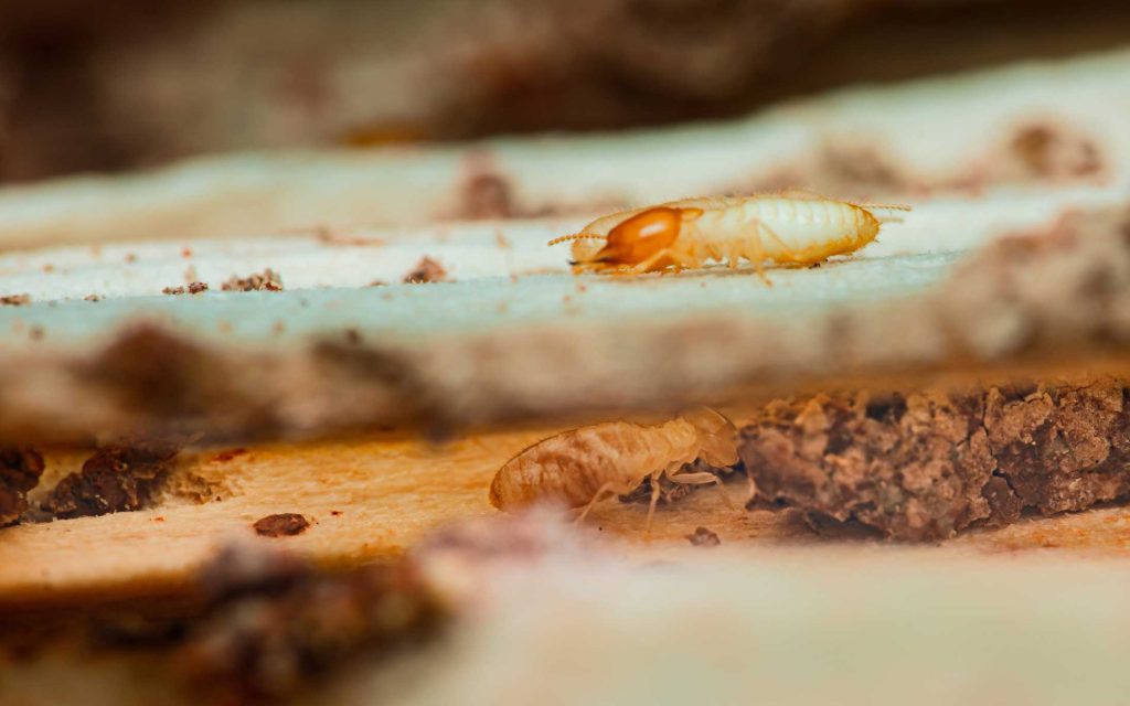 woodworm treatment